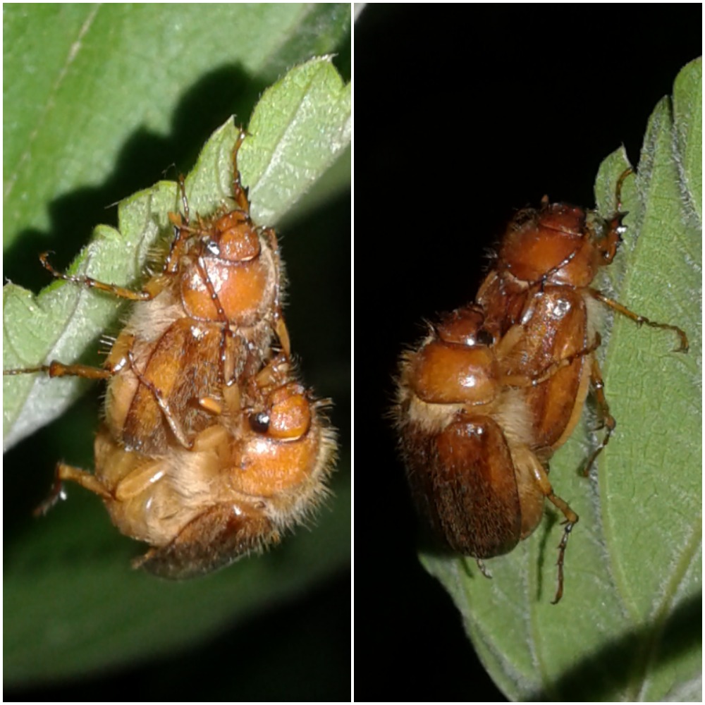 Melolonthidae ; Amphimallon sp.? S, Amphimallon assimile